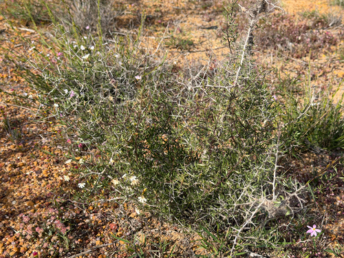 Scaevola spinescens, photograph 2