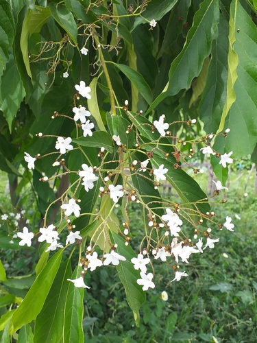 Cordia oncocalyx, photograph 3
