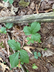 Rubus hispidus, photograph (c) naturalist charlie, some rights reserved (CC BY)