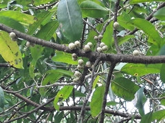Ficus subpisocarpa