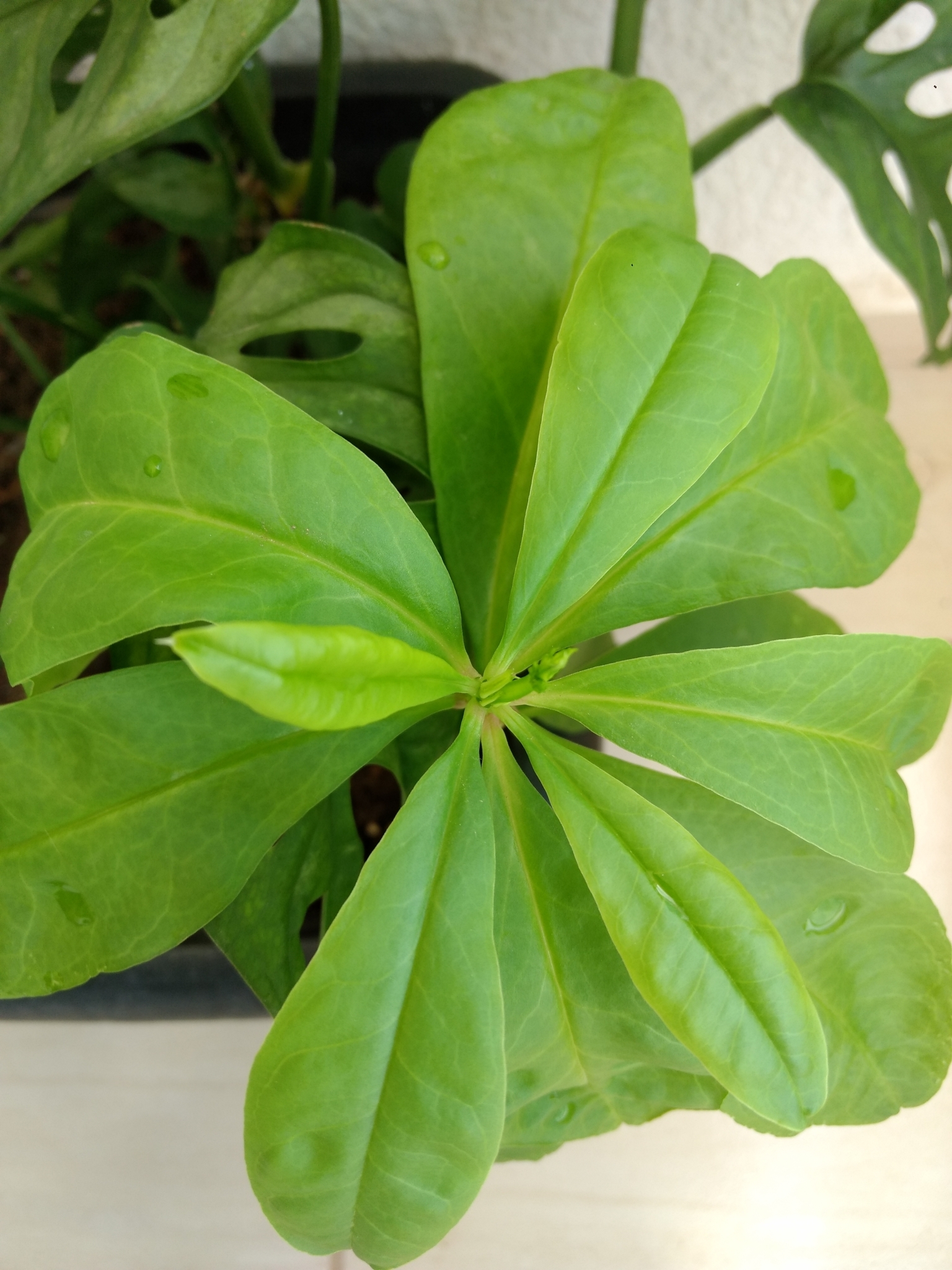 Talinum fruticosum