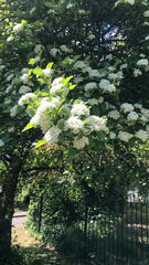 Magnoliopsida
