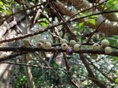 Ficus subpisocarpa