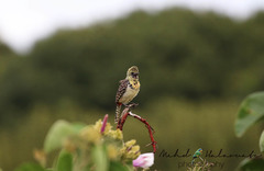 Trachyphonus darnaudii