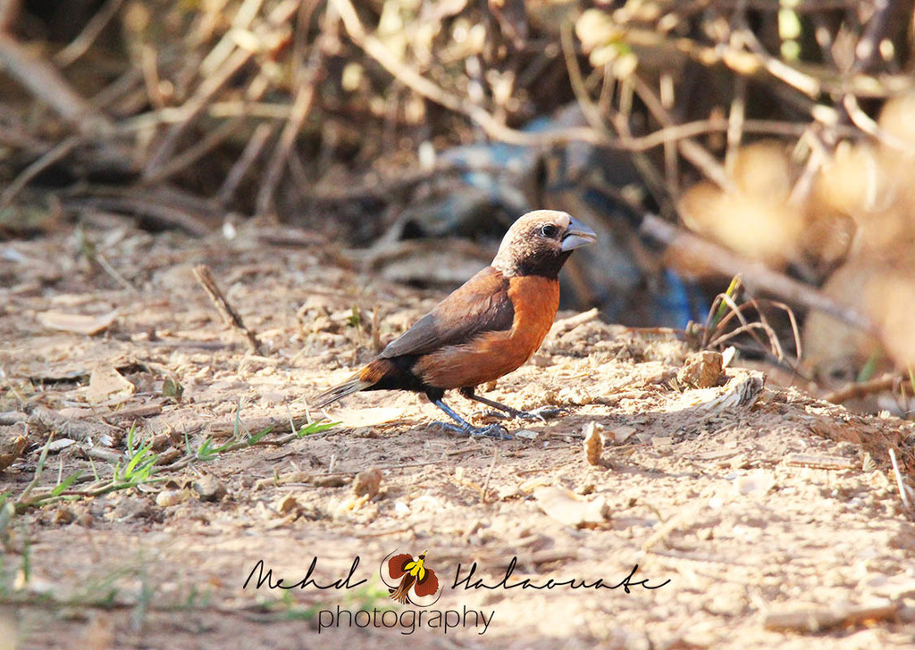 Grey-Crowned Munia