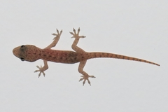 Hemidactylus parvimaculatus
