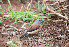 Spermestes griseicapilla