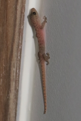 Hemidactylus parvimaculatus