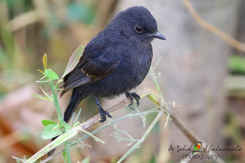 Northern Black-Flycatcher
