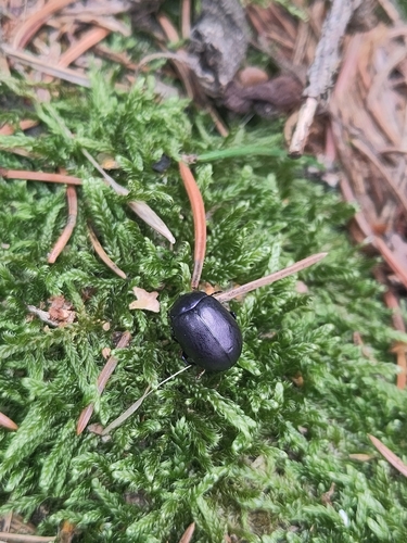 violet leaf beetle