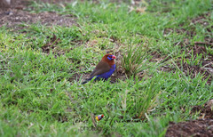 Granatina ianthinogaster