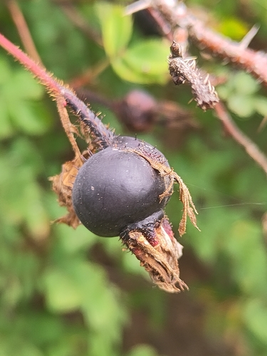 Burnet Rose