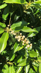 Magnoliopsida
