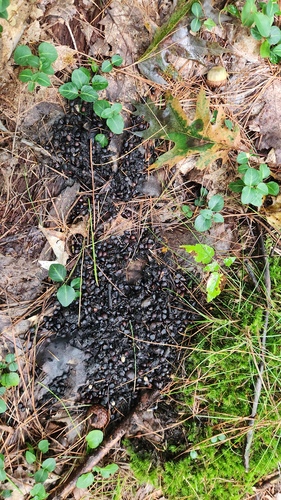 Black Bear sighting near Ontario, ON