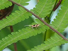 Deltoplastis commatopa