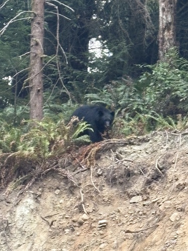 Black Bear sighting near Sooke