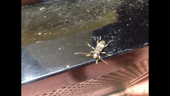 Enaphalodes taeniatus