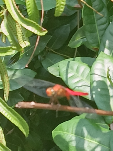 Orange Skimmer