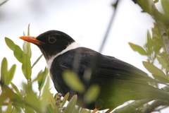 Turdus albocinctus