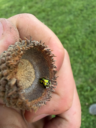 Mottled Tortoise Beetle