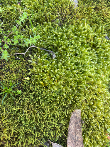 Cypress-leaved Plait-moss