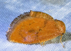 Heterogenea shurtleffi