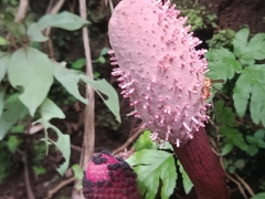 Helosis cayennensis