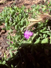 Ruschia lineolata
