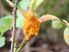 Phragmidium mucronatum