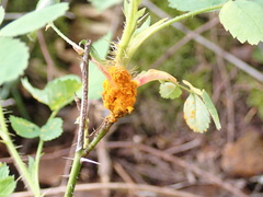 Phragmidium mucronatum