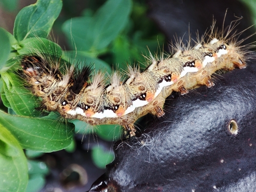 Knot Grass Moth