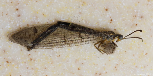 Four-spotted antlion