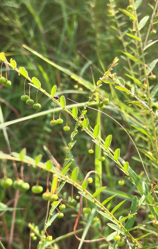 Phyllanthus virgatus observed 2026-09-01
