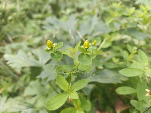 Hypericum maculatum, photograph 6