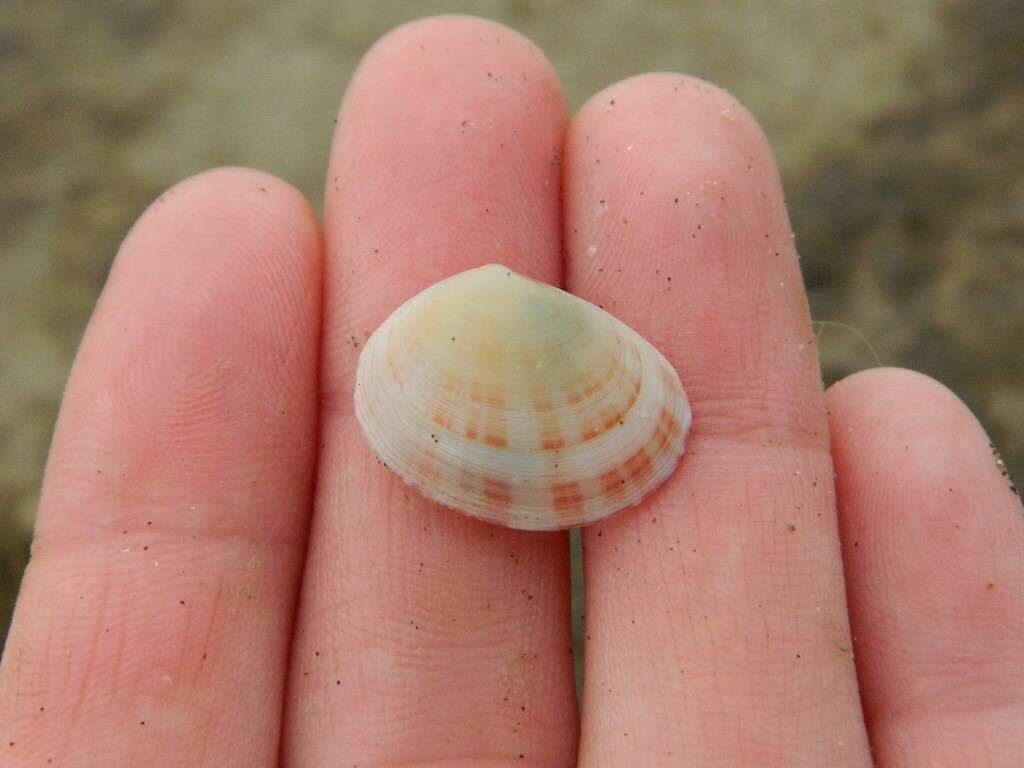 Semele casali