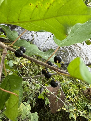 Наблюдение на iNaturalist