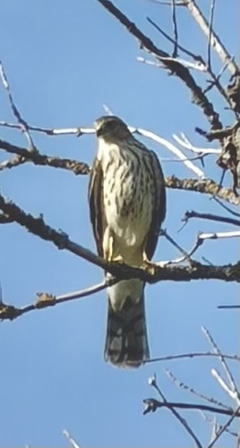 Sharp-shinned Hawk