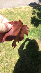 Acer platanoides
