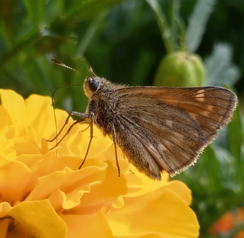 Large Skipper