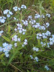 Myosotis imitata