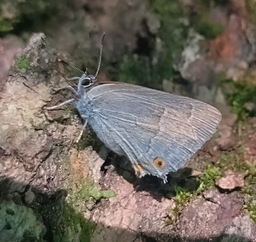 Purple hairstreak