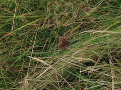 Scotch Argus