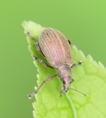 Polydrusus mollis