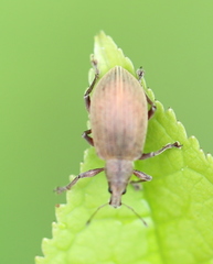 Polydrusus mollis