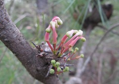 Hakea bakeriana