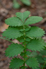 Agrimonia pilosa