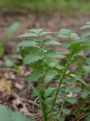 Agrimonia pilosa