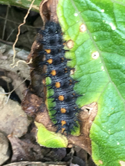 Euphydryas chalcedona