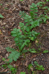 Agrimonia pilosa