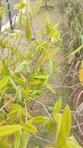 Myrciaria glazioviana, photograph 6